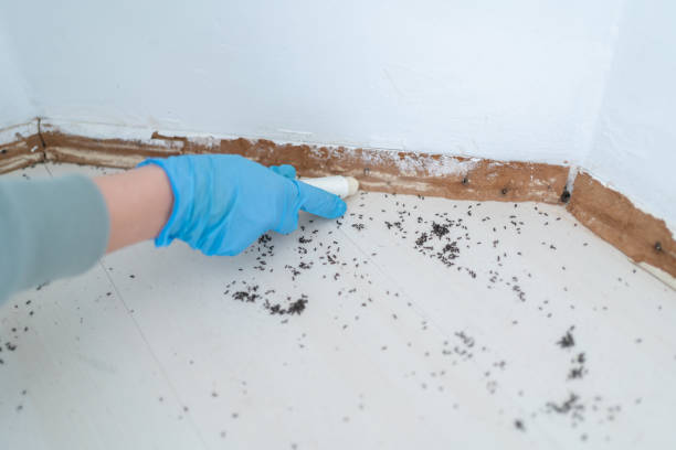 Best Pest Removal Services  in City View, SC